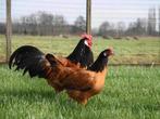 Jonge vorwerk haan, Dieren en Toebehoren, Pluimvee, Mannelijk, Kip