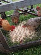Broedeieren belgische kriel beschikbaar, Dieren en Toebehoren, Pluimvee