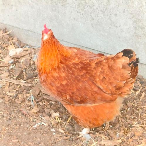 Kippen, Dieren en Toebehoren, Pluimvee, Kip