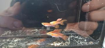 Red violet Endler trio's 1M/2F beschikbaar voor biedingen