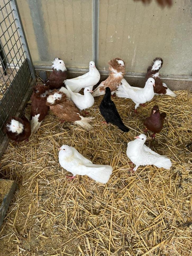 duiven, tuimelaars, kapucijn pauwstaarten krul, Dieren en Toebehoren, Vogels | Duiven, Overige soorten, Meerdere dieren