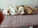 Hangoor babykonijntjes, Middelgroot, Hangoor, 0 tot 2 jaar