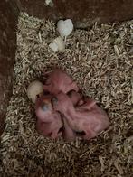 Halsband parkiet 1 week oud, Dieren en Toebehoren, Vogels | Parkieten en Papegaaien, Meerdere dieren, Parkiet, Geringd