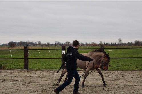 Horsemanship lessen op maat!, Diensten en Vakmensen, Dieren | Paarden | Verzorging, Oppas en Dressuur