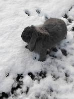 Frans hangoor +toebehoren, Dieren en Toebehoren, Mannelijk, Groot, Hangoor, 0 tot 2 jaar