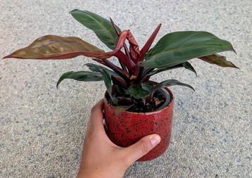 Te koop: Philodendron Sunlight – €10 (zonder sierpot) beschikbaar voor biedingen