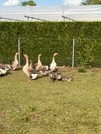 Jonge ganzen, Dieren en Toebehoren