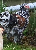 Porselein haan, Dieren en Toebehoren, Pluimvee, Mannelijk, Kip