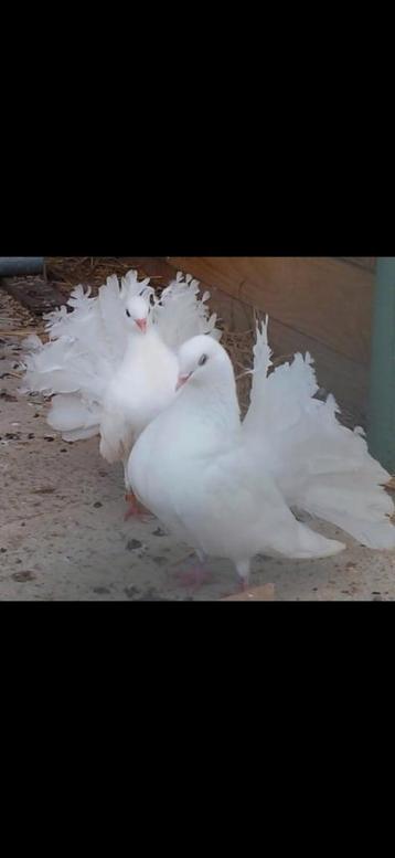Femelle 2025 queue de paon fantail Anglais baguer exposition, Femelle
