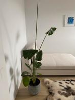 Strelizia + pot, Ombre partielle, En pot, Plante verte, 150 à 200 cm