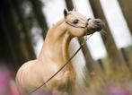 Ter dekking: Amha hengsten, Dieren en Toebehoren, Paarden en Pony's | Dekhengsten en Fokmerries, Meerdere dieren