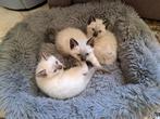 siamees, traditioneel, Dieren en Toebehoren, Katten en Kittens | Raskatten | Korthaar, Kater, Gechipt, 0 tot 2 jaar