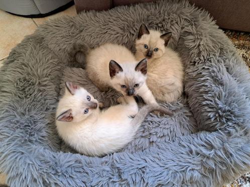 siamees, traditioneel, Dieren en Toebehoren, Katten en Kittens | Raskatten | Korthaar, Kater, 0 tot 2 jaar, Gechipt, Ontwormd