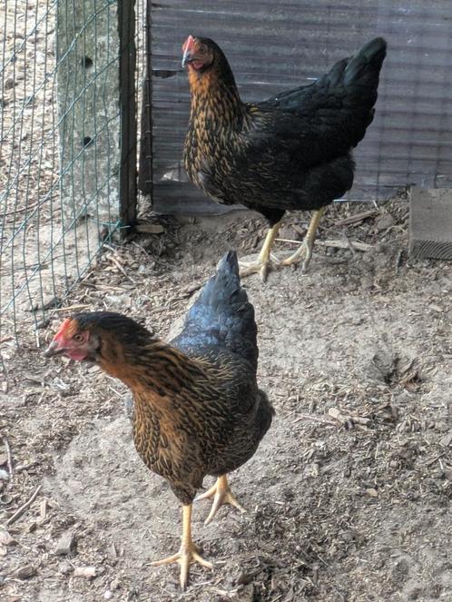 Zwarte legkippen, Dieren en Toebehoren, Pluimvee