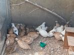 Nog stuk of 10 mannetjes kwartels 5 euro per stuk, Dieren en Toebehoren, Vogels | Overige Vogels