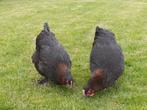 3 geringde Marans hennen van 2025, Dieren en Toebehoren