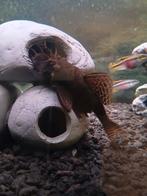 Ancistrus, Dieren en Toebehoren