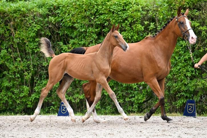 Goed bewegend en heel correct hengst veulen, Dieren en Toebehoren, Paarden, Hengst, Onbeleerd, 0 tot 2 jaar, Springpaard, Met stamboom