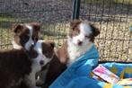 Border collie pups, Dieren en Toebehoren, Honden | Herdershonden en Veedrijvers, België, CDV (hondenziekte), 8 tot 15 weken, Collie