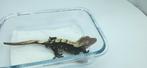 1.0 RTB 100% Het Axanthic wimpergekko man, Dieren en Toebehoren, Reptielen en Amfibieën, Hagedis, Tam, 0 tot 2 jaar