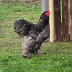 Grote Blauwe Brahma haan, Dieren en Toebehoren, Mannelijk, Kip
