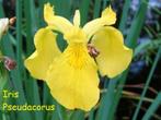 Iris pseudacorus, in of naast het water, Lente, Vijverplanten, Ophalen, Volle zon