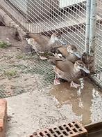 Roodschoudertaling, Dieren en Toebehoren