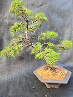 Enkele bonsai's, Tuin en Terras, Ophalen