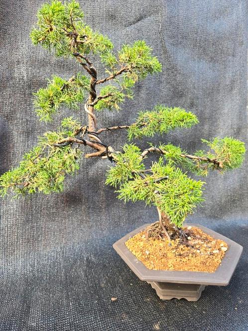 Enkele bonsai's, Tuin en Terras, Planten | Bomen, Ophalen