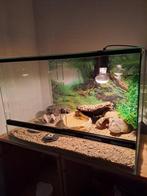 Gecko léopard avec terrarium, Dieren en Toebehoren, Ophalen