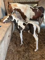 Poulain pi, Vermifugé, Moins de 160 cm, 0 à 2 ans, Cheval de récréation