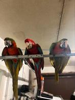 Arlequin ara, Dieren en Toebehoren, Meerdere dieren