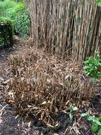 Gratis riet. Zelf komen uitscheppen., Tuin en Terras, Planten | Tuinplanten, Ophalen