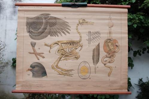 wandplaat Vogels in de Winter (bijplaat), Antiek en Kunst, Antiek | Schoolplaten, Natuur en Biologie, Ophalen of Verzenden
