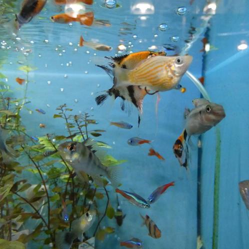 poissons d'aquarium, eau douce, chaud, grand choix, Animaux & Accessoires, Poissons | Poissons d'aquarium, Poisson d'eau douce