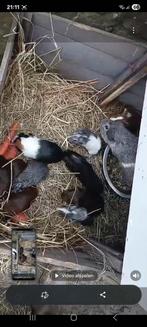 Cavia jongen, Dieren en Toebehoren, Knaagdieren, Cavia, November, Meerdere dieren, Tam