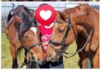 Verzorgpaard, Dieren en Toebehoren, Stalling en Weidegang