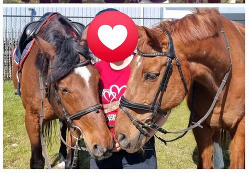 Verzorgpaard, Dieren en Toebehoren, Stalling en Weidegang