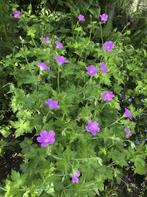 Geranium endressii - Granesbill 'Wargrave Pink', Jardin & Terrasse, Enlèvement ou Envoi, Été, Plante fixe