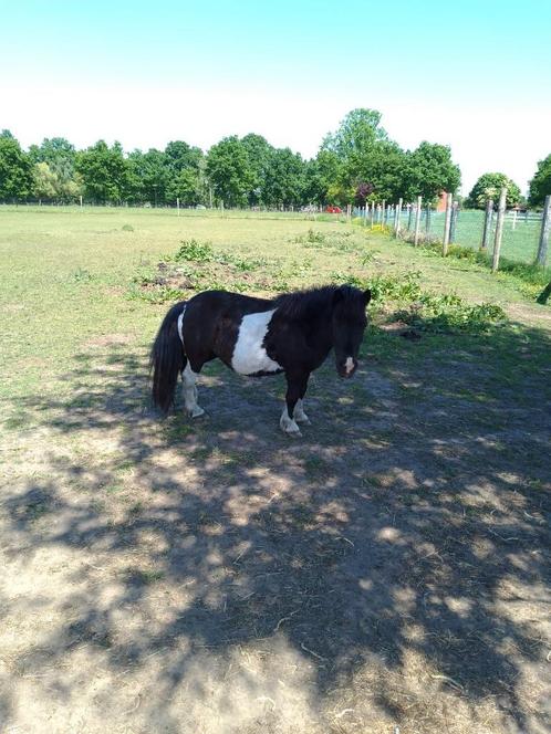 Leuke bonte Shetlander-merrie zoekt goede thuis, Dieren en Toebehoren, Pony's, Merrie, Zadelmak, A pony (tot 1.17m), Recreatiepony