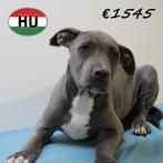 American Staffordshire Terrier pups in prachtig blauw, Dieren en Toebehoren, 15 weken tot 1 jaar, Handelaar, CDV (hondenziekte)