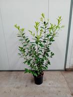 Laurier in pot  prunus novita, Ophalen, Laurier