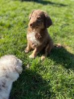 Border collie pups, Dieren en Toebehoren, Honden | Herdershonden en Veedrijvers, België, CDV (hondenziekte), 8 tot 15 weken, Collie