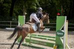 Knappe bwp c pony, Dieren en Toebehoren