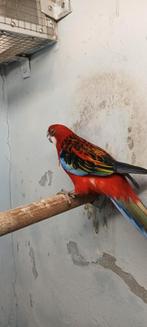 Rosella, Bagué