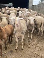 Grand choix de moutons, Mouton, Mâle, 0 à 2 ans