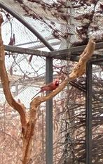 Rode kardinaal man, Dieren en Toebehoren, Mannelijk, Tropenvogel, Geringd