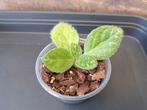 streptocarpus pretty turtle nr 23, Ophalen