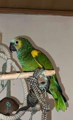 sprekende Blauwvoorhoofdamazone handtam amazone papagaai, Animaux & Accessoires, Oiseaux | Perruches & Perroquets, Perroquet, Domestique