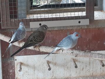 Diamantduif  beschikbaar voor biedingen